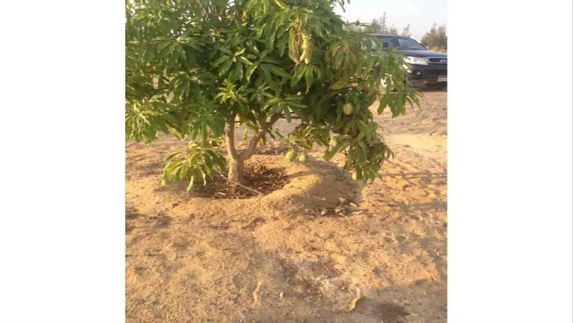 12.5 ACRE CAIRO ALEX DESERT RD- GREAT OPPORTUNITY
