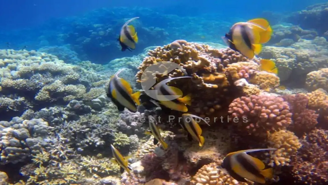 شاليه بجاردن للبيع بالتقسيط في سوما باي الغردقة