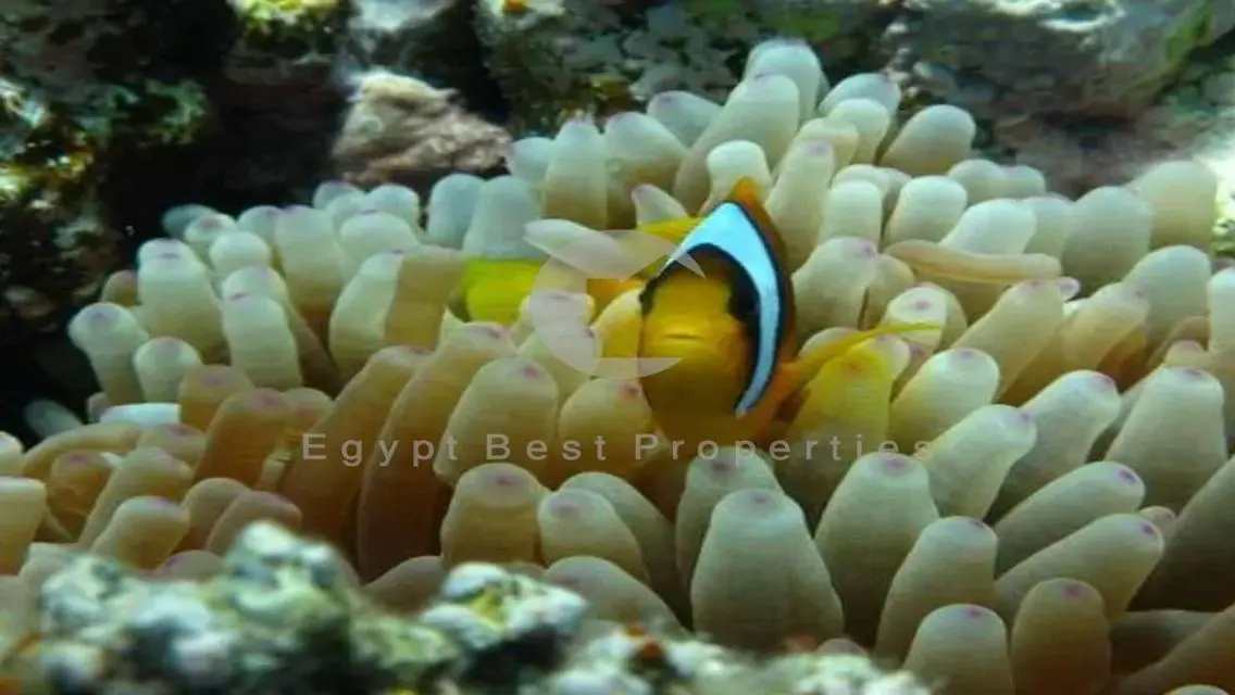 شاليه بجاردن للبيع بالتقسيط في سوما باي الغردقة