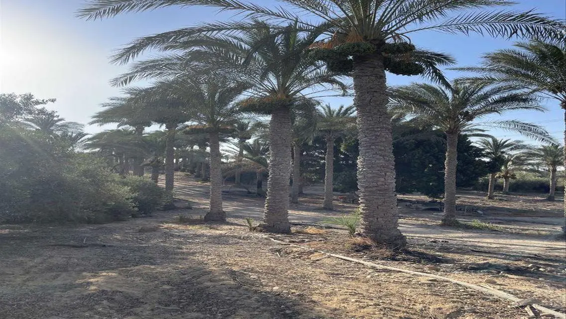 عقار للبيع متميز بمساحة 10000 متر