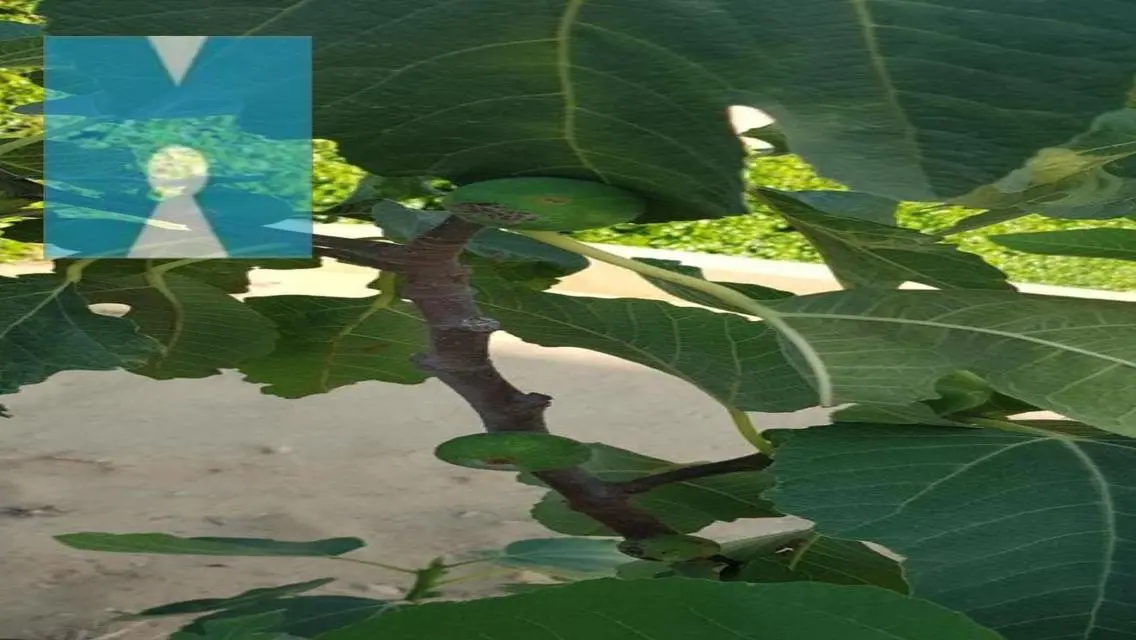 شقة فاخرة للبيع في Evergreen