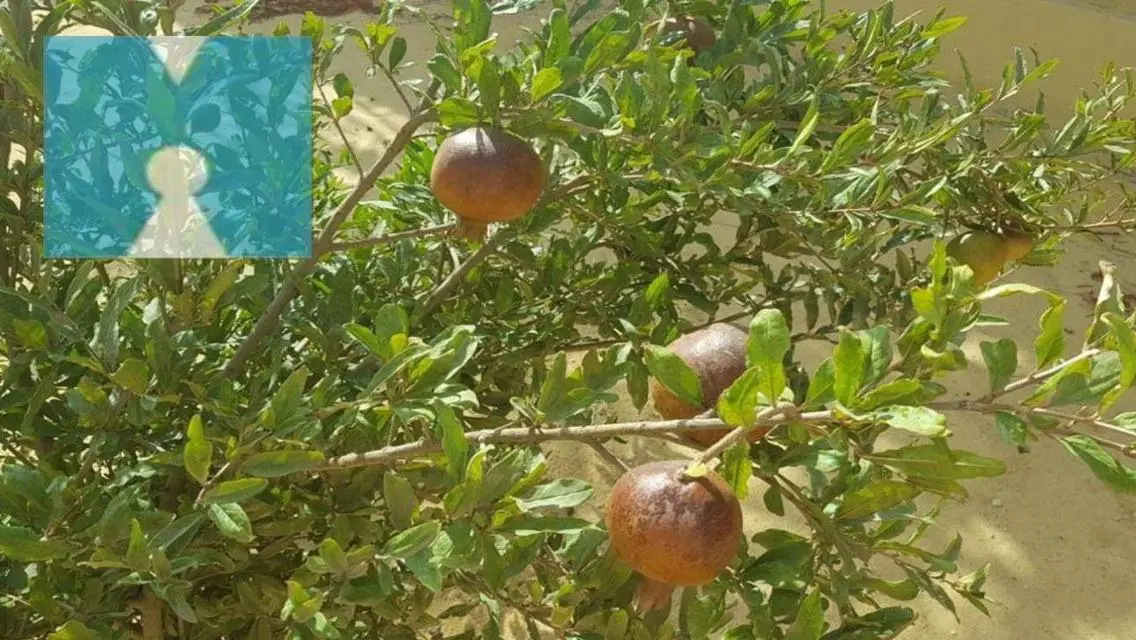 شقة فاخرة للبيع في Evergreen