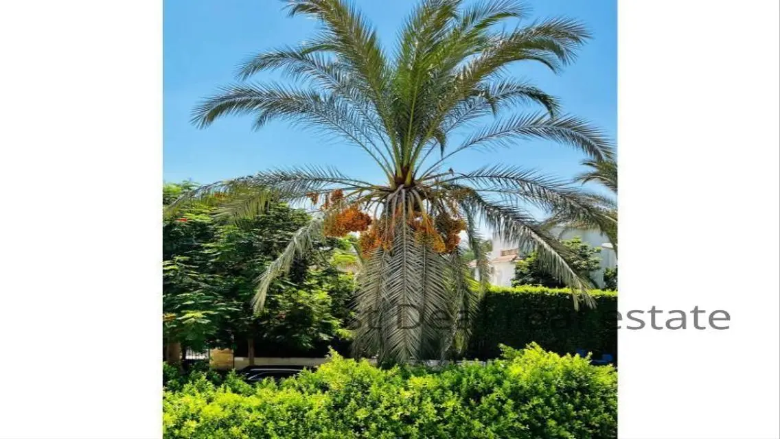 Best Real Estate Deal - Golden Investment Opportunity