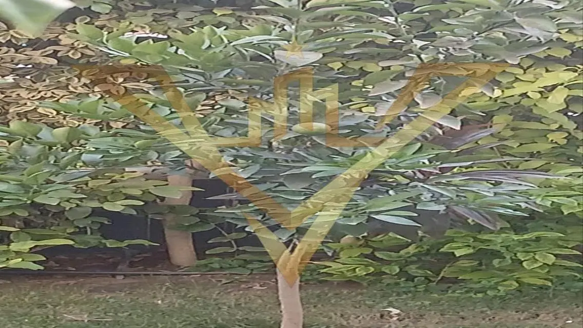 فيلا فاخرة للبيع بمساحة 250 متر