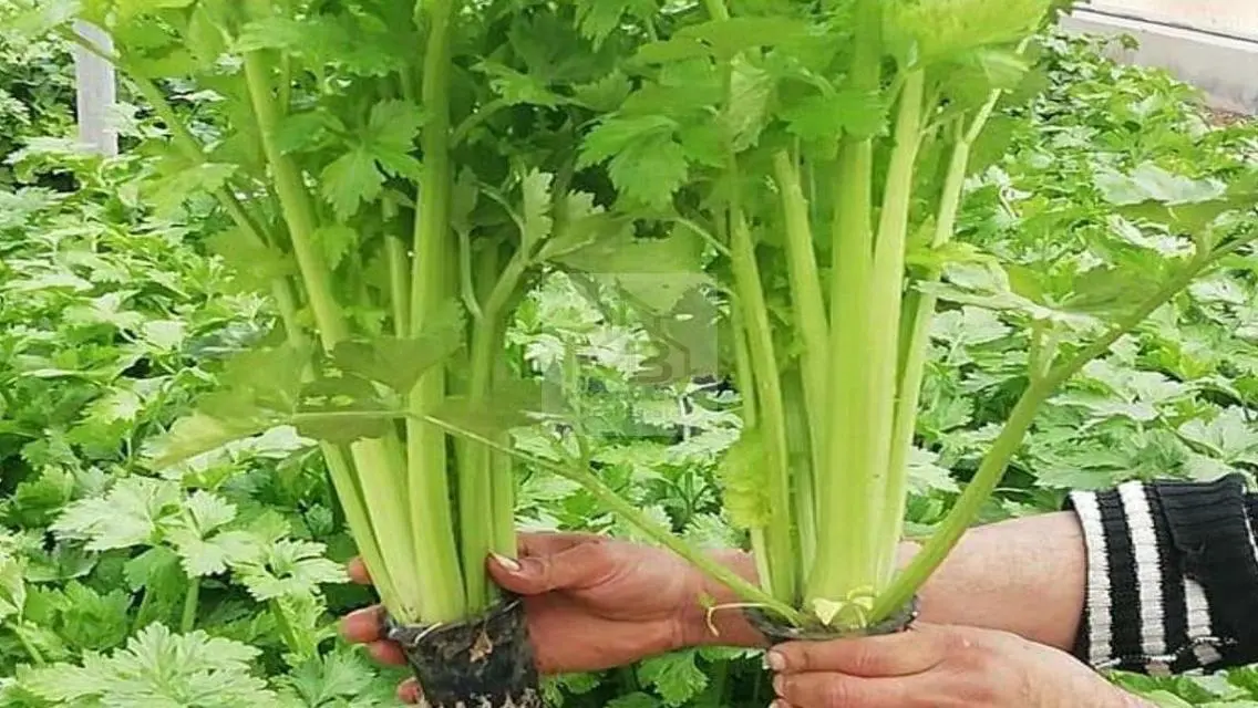 الزراعية المائية الهيدروبونيك شهدت تطورًا هائلًا