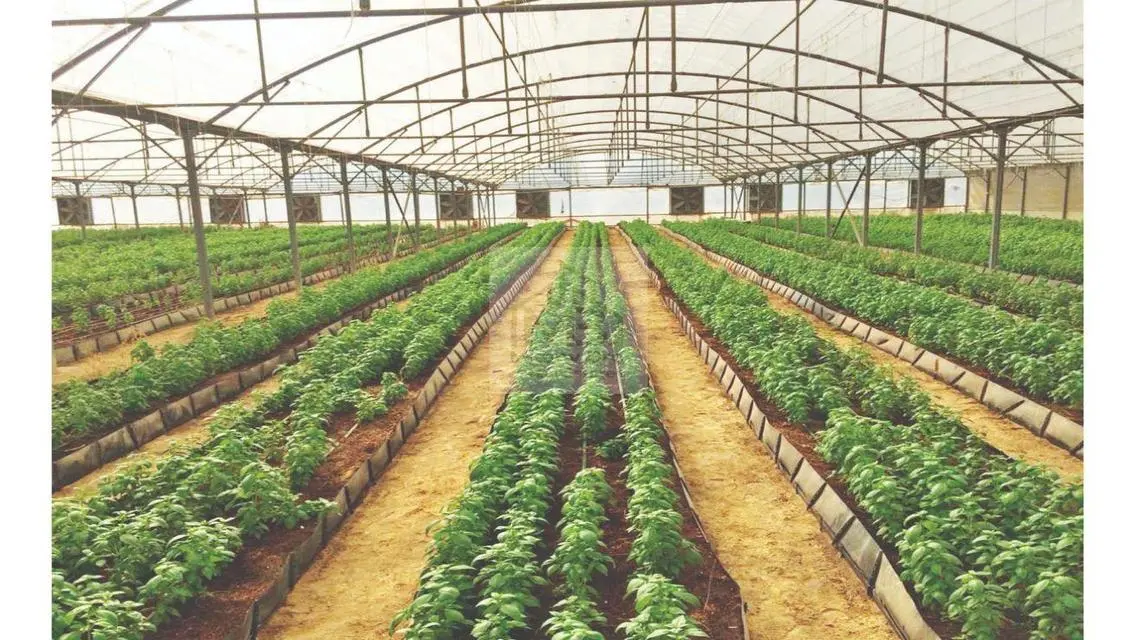 الزراعية المائية الهيدروبونيك شهدت تطورًا هائلًا