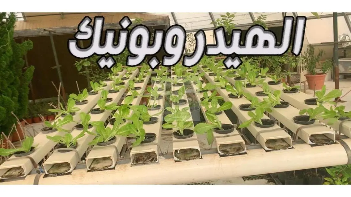 الزراعية المائية الهيدروبونيك شهدت تطورًا هائلًا